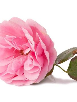 Rose Absolute Essential Oil