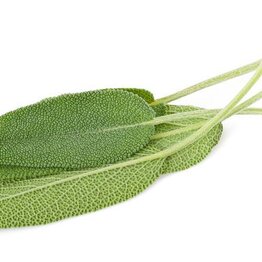 Sage Essential Oil
