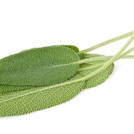Sage Essential Oil