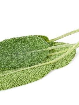 Sage Essential Oil