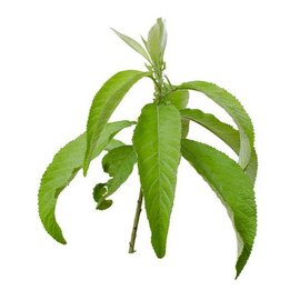 Tea Tree Essential Oil