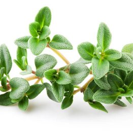 Thyme Linolol Essential Oil