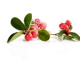 Wintergreen Essential Oil