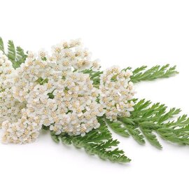 Yarrow, Blue Essential Oil