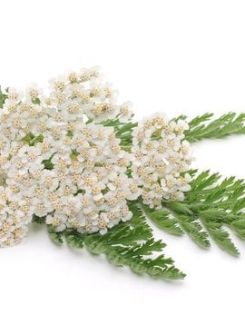 Yarrow, Blue Essential Oil