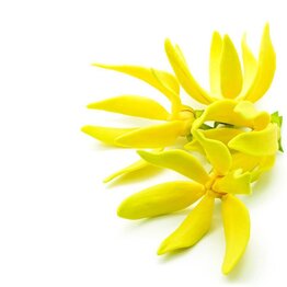 Ylang Ylang Extra Essential Oil