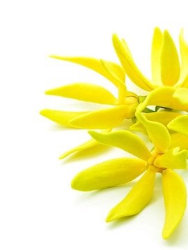 Ylang Ylang Extra Essential Oil