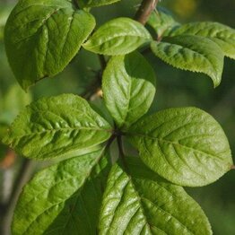 Eleuthero, Ginseng Root Powder Bulk