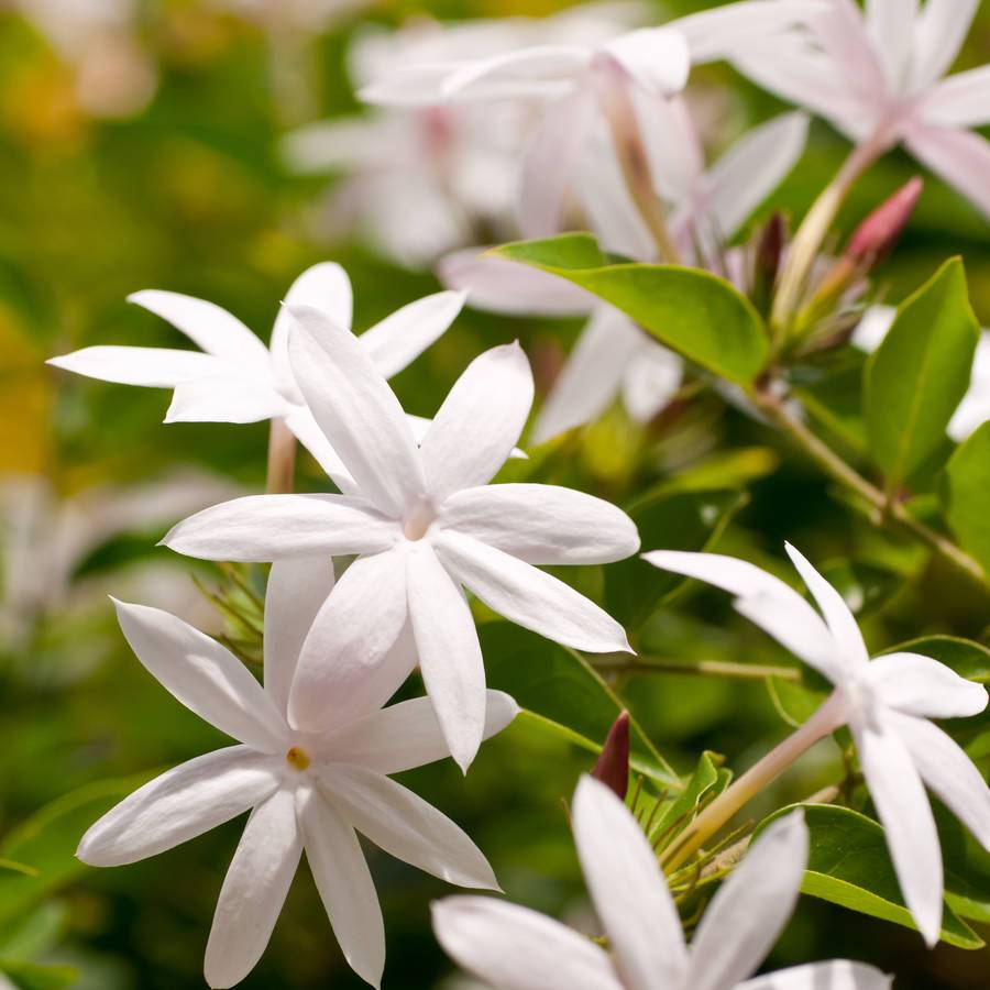 Bulk Jasmine Flowers