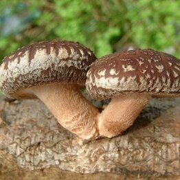 Shiitake Mushroom 1:1 Extract Powder Bulk
