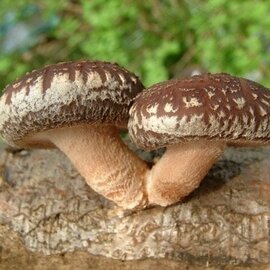 Shiitake Mushroom 1:1 Extract Powder Bulk