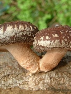 Shiitake Mushroom 1:1 Extract Powder Bulk