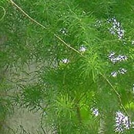 Shatavari Root Powder Bulk