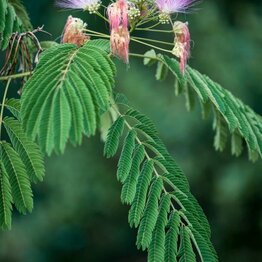 Albizia Flower Cut & Sifted Bulk
