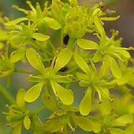 Isatis Root Powder Bulk