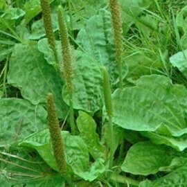 Plantain Leaf Powder Bulk