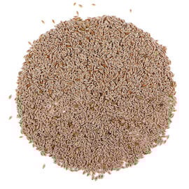 Psyllium Seed Whole Bulk