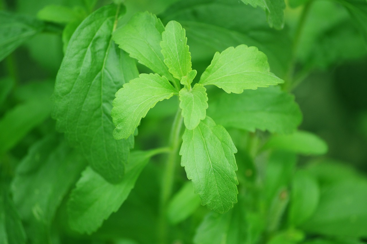 Stevia rebaudiana (Candyleaf, Stevia, Sugarleaf, Sweetleaf)