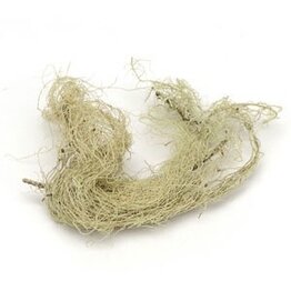 Usnea Lichen Whole Bulk