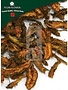 Coptis Root Slices Bulk