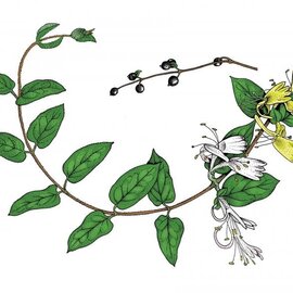 Shuang huang lian - 8 oz