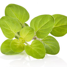 Marjoram, Sweet Essential Oil