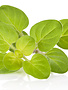 Marjoram, Sweet Essential Oil