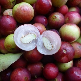 Camu Camu powder
