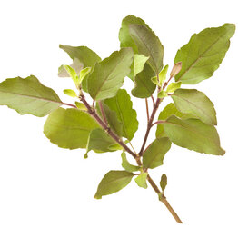 Tulsi (Holy Basil) Essential Oil
