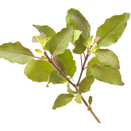Tulsi (Holy Basil) Essential Oil
