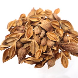 Forsythia fruit Whole Bulk