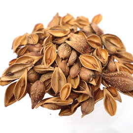 Forsythia fruit Whole Bulk