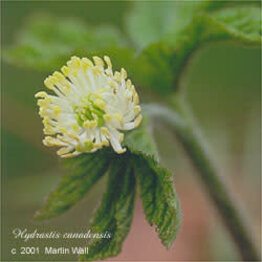 Goldenseal  Leaf  Cut and Sifted Bulk
