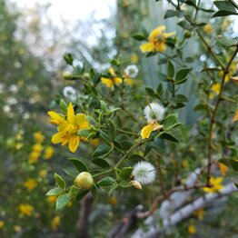 Chaparral Herbal Oil