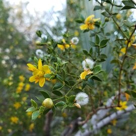 Chaparral Herbal Oil