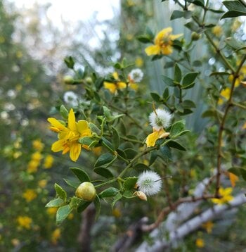 Chaparral Herbal Oil