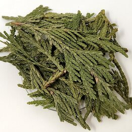Cedar Leaf Tips Bulk
