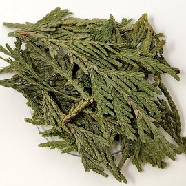 Cedar Leaf Tips Bulk