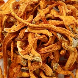 Cordyceps 1:1 Mushroom Extract  Powder Bulk
