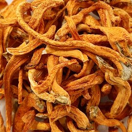 Cordyceps 1:1 Mushroom Extract  Powder Bulk