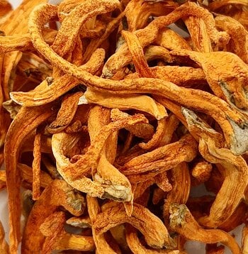 Cordyceps 1:1 Mushroom Extract  Powder Bulk