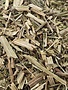 Cleavers Herb Cut and Sifted Bulk