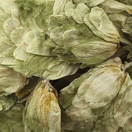 Hops Flower Whole Bulk
