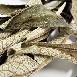 Yerba Santa Leaf Cut and Sifted Bulk