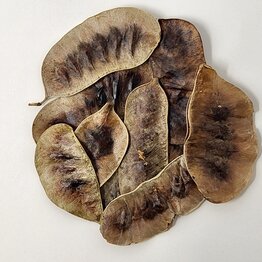 Senna Pod Whole Bulk