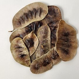 Senna Pod Whole Bulk