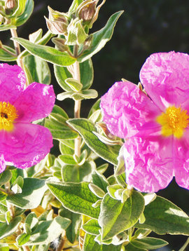 Cistus Incanus Cut and Sifted Bulk