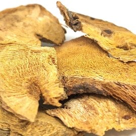 Japanese Knotweed Whole