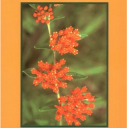 Medicinal Plants of Mountain West