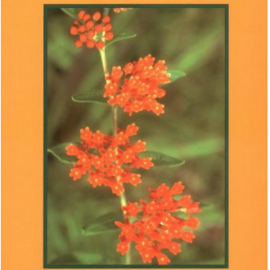 Medicinal Plants of Mountain West